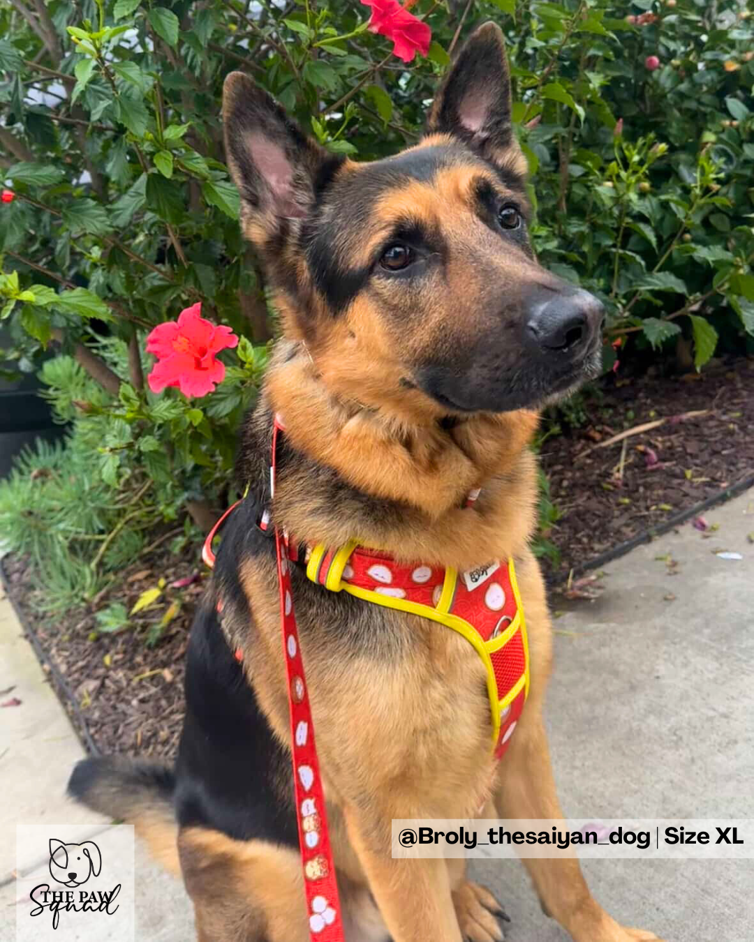 All That and Dim Sum No Pull Harness