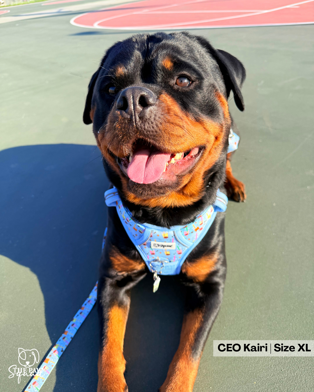 Totally Tapioca No-Pull Harness Bundle