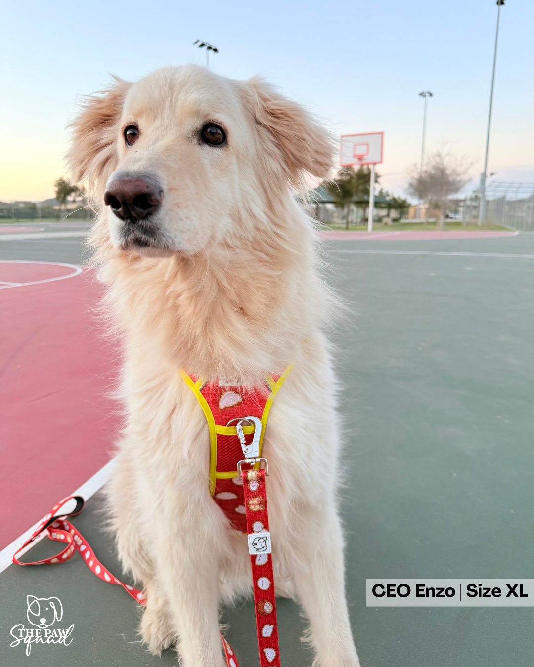 All That and Dim Sum No-Pull Harness Bundle