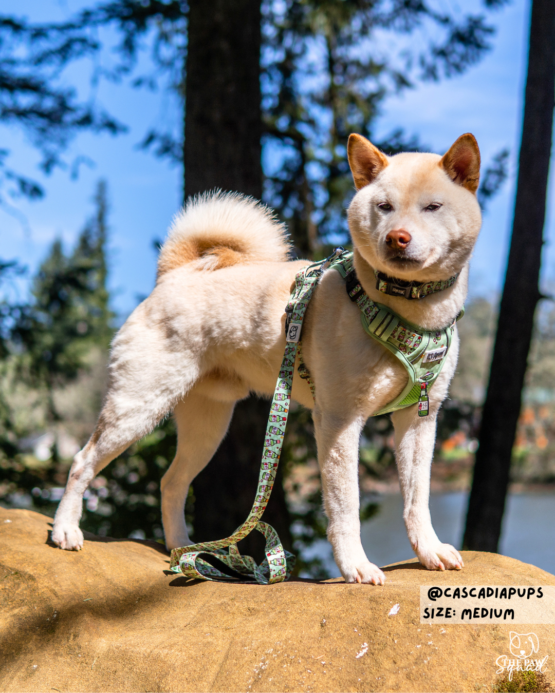 Soju Paws No-Pull Harness Bundle