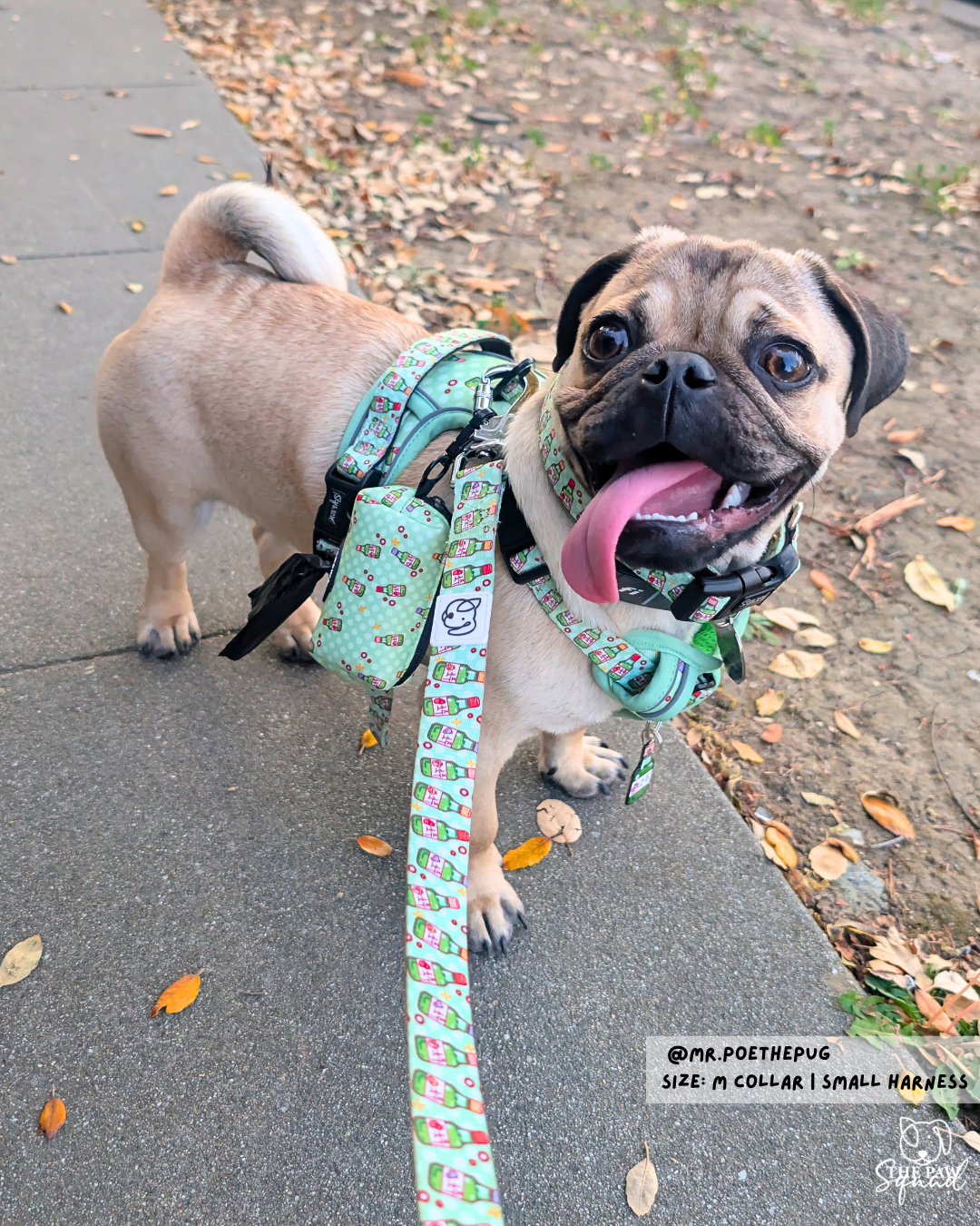 Soju Paws No-Pull Harness Bundle