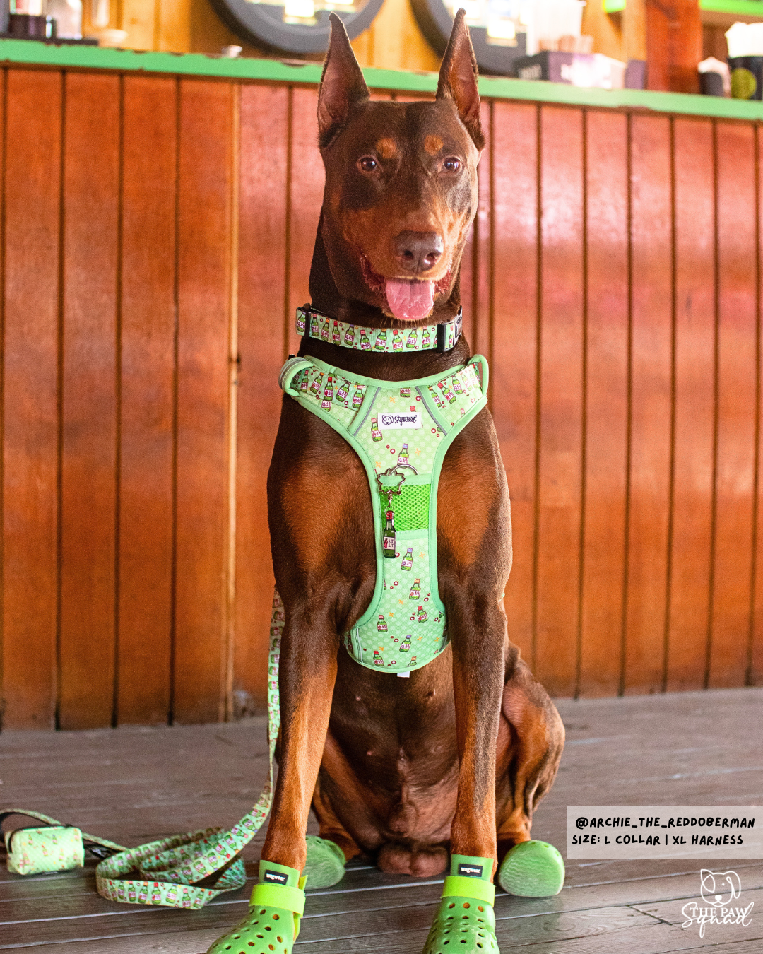 Soju Paws No-Pull Harness Bundle