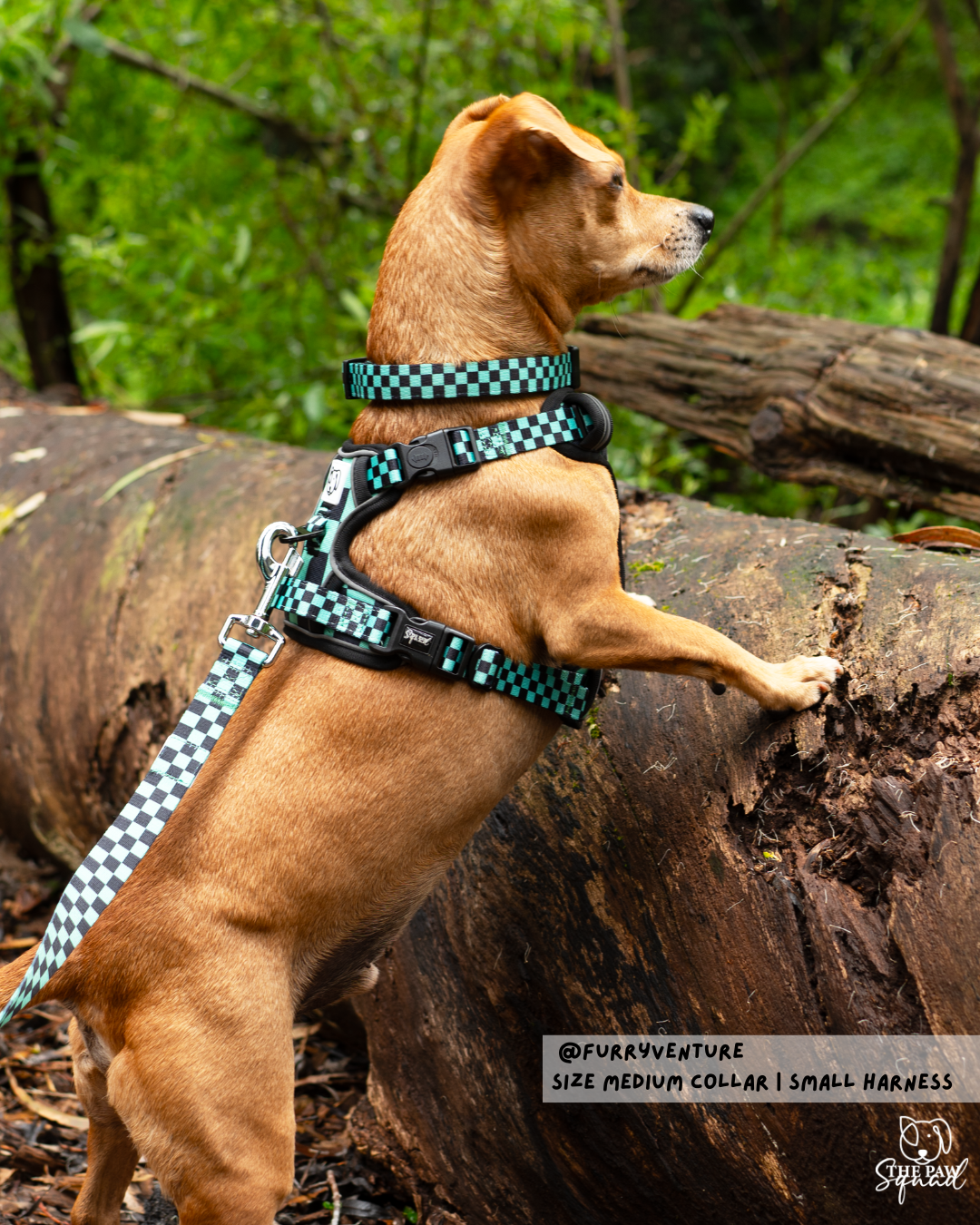 Ichimatsu No Pull Dog Harness