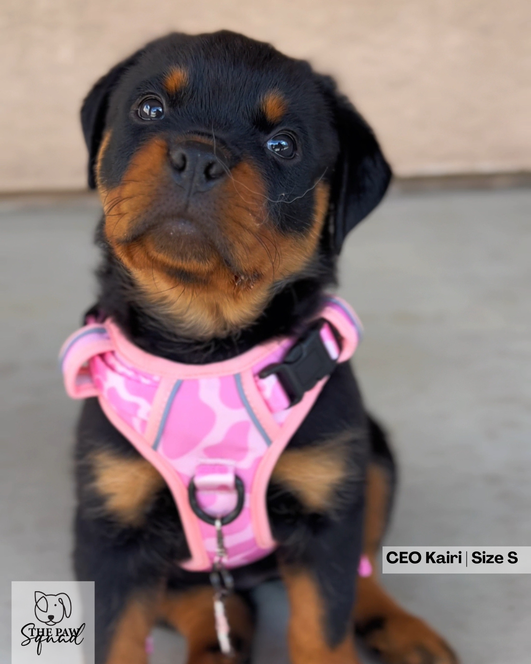 Strawberry Milk No Pull Harness