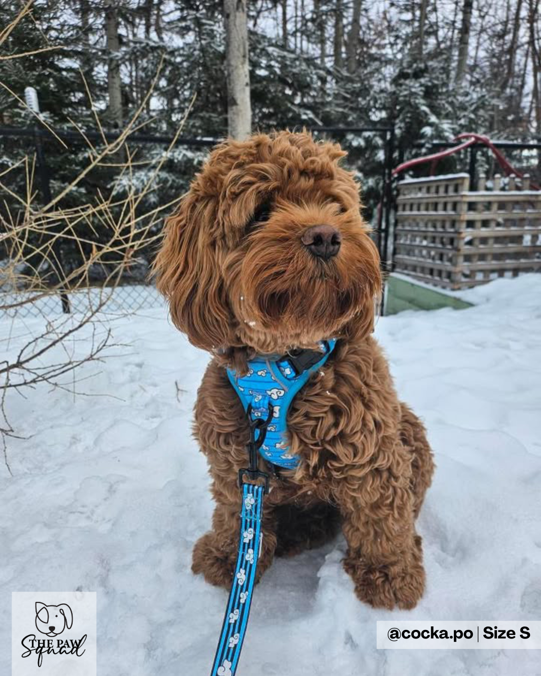 Day Dreaming Cloud No Pull Harness