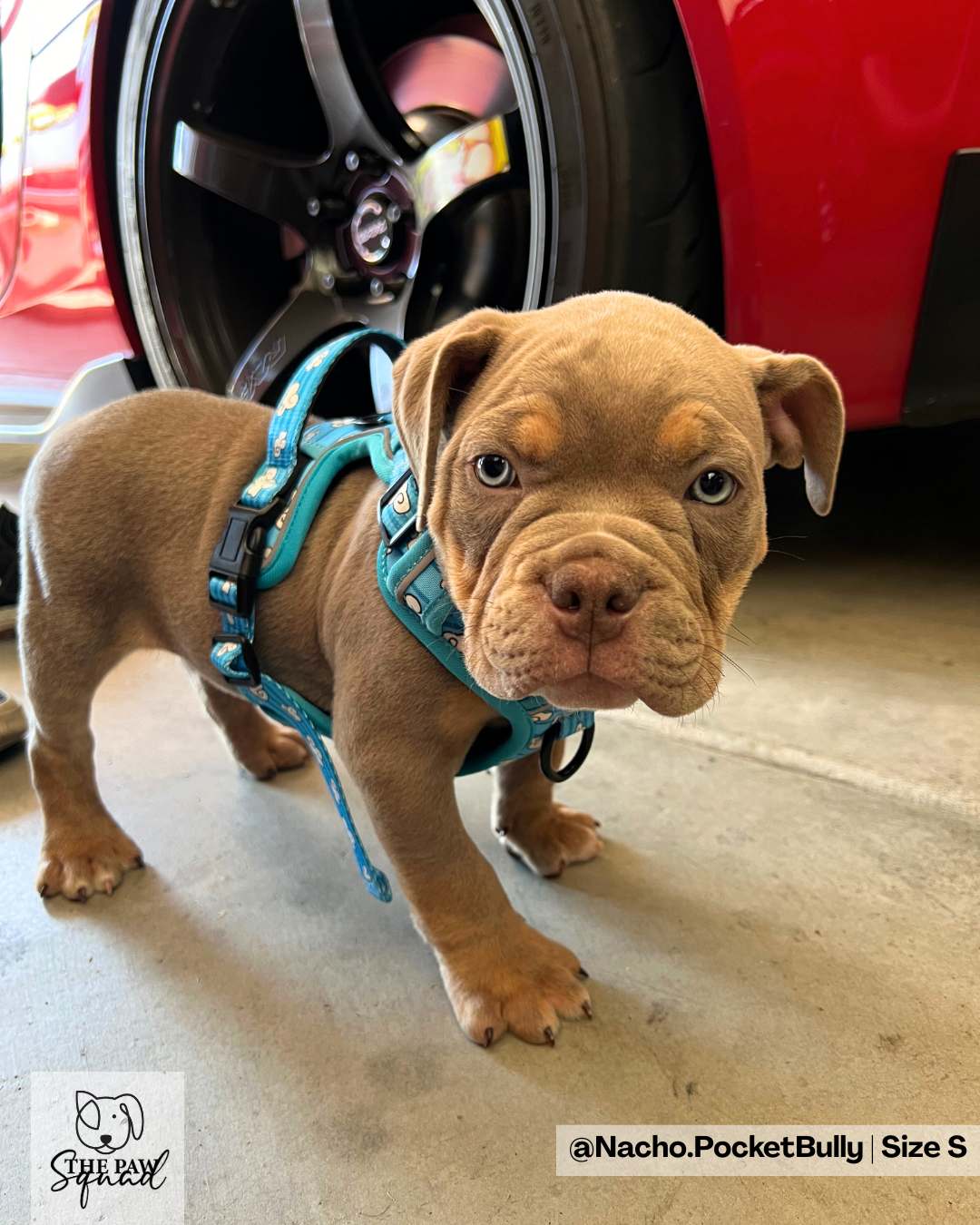 Day Dreaming Cloud No Pull Harness Bundle