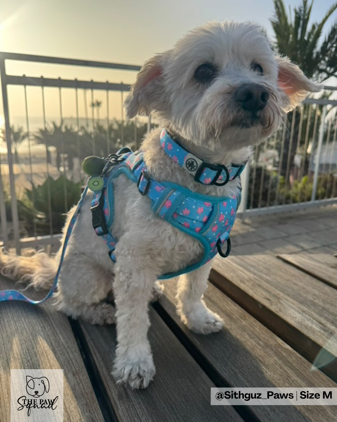 Sakura Flower No Pull Harness Bundle