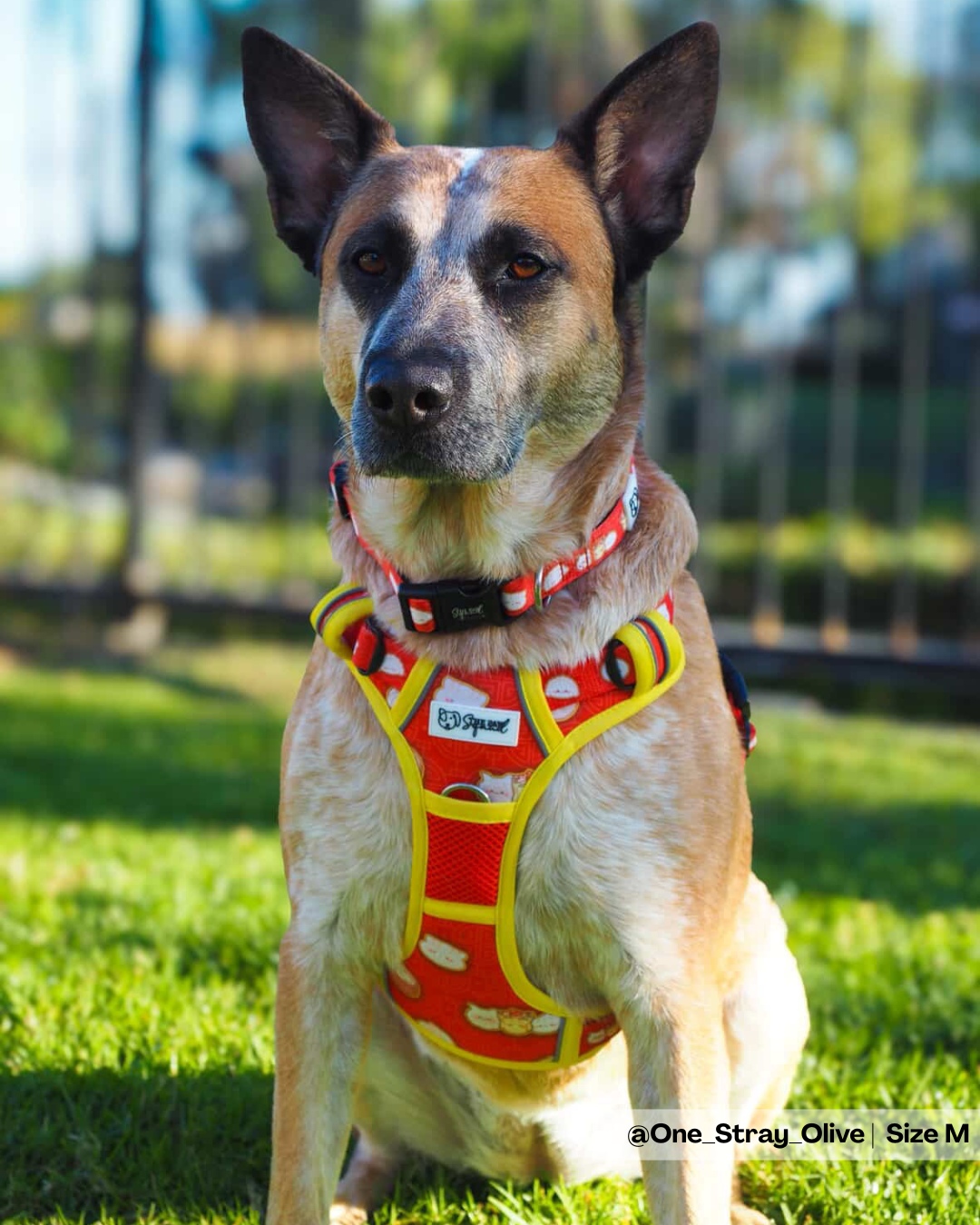 All That and Dim Sum No Pull Harness