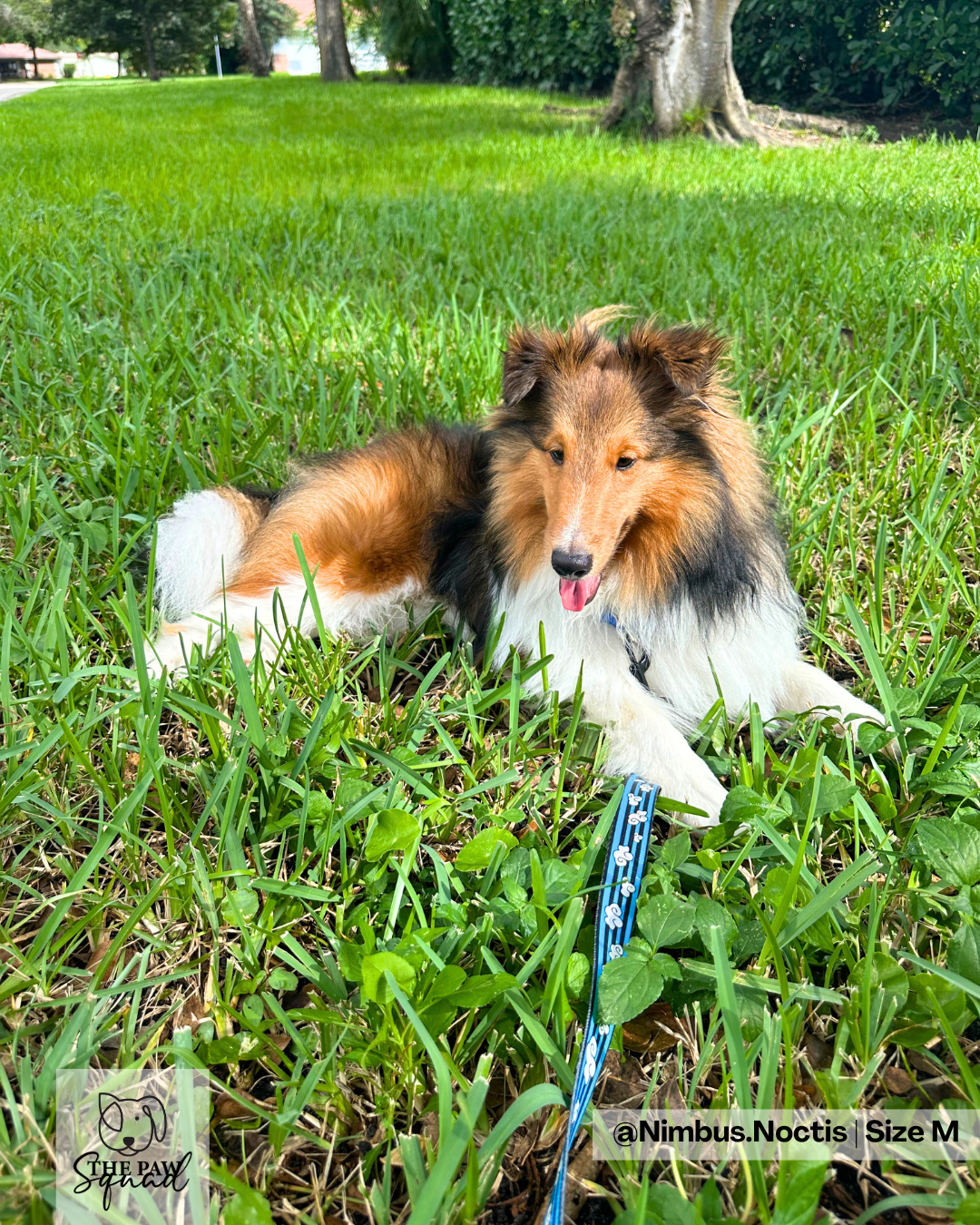 Day Dreaming Cloud No Pull Harness