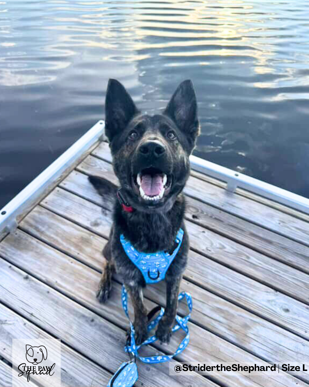 Day Dreaming Cloud No Pull Harness Bundle