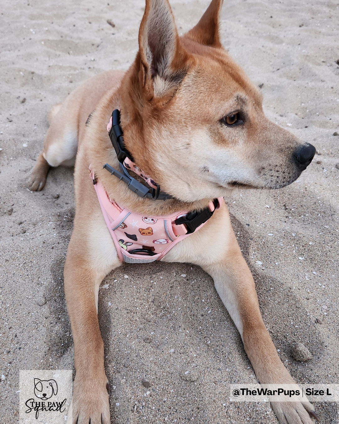 Zodiac No Pull Harness