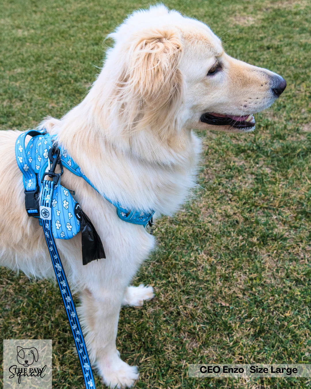 Day Dreaming Cloud No Pull Harness