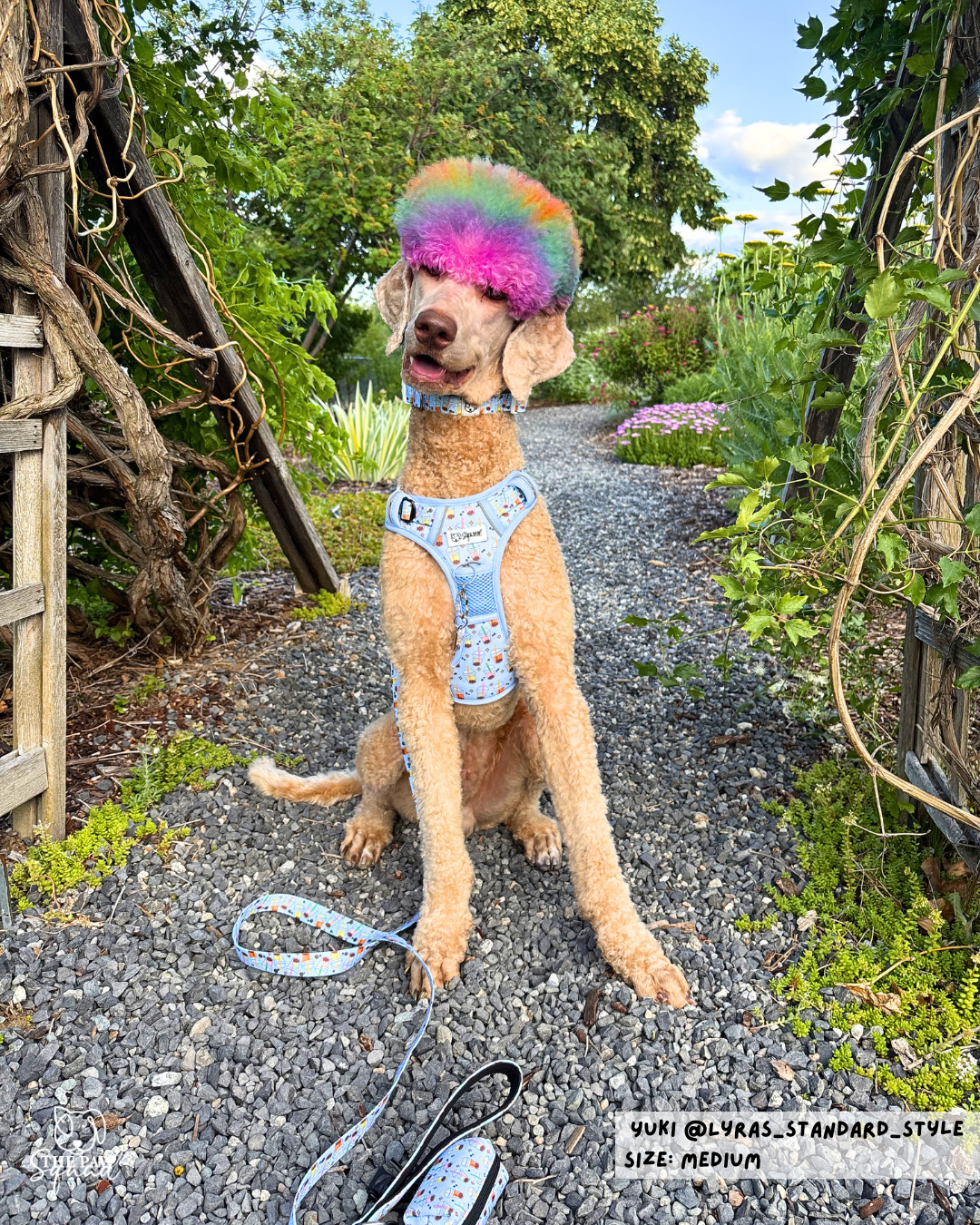 Totally Tapioca No-Pull Harness Bundle