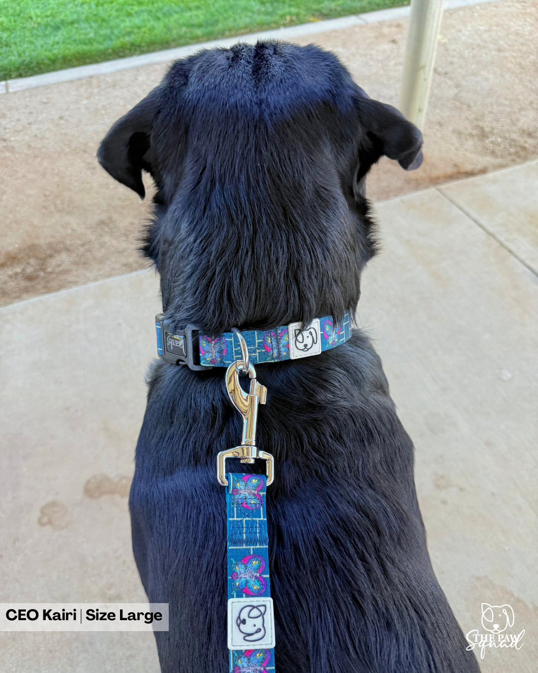 Butterfly Stardust Dog Collar