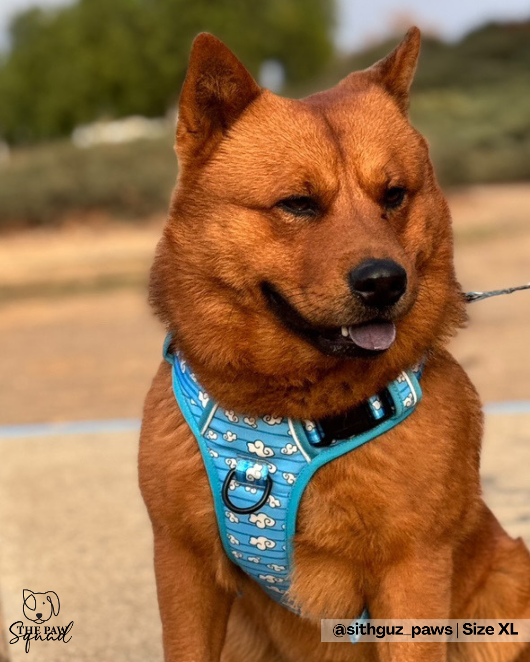 Day Dreaming Cloud No Pull Harness Bundle