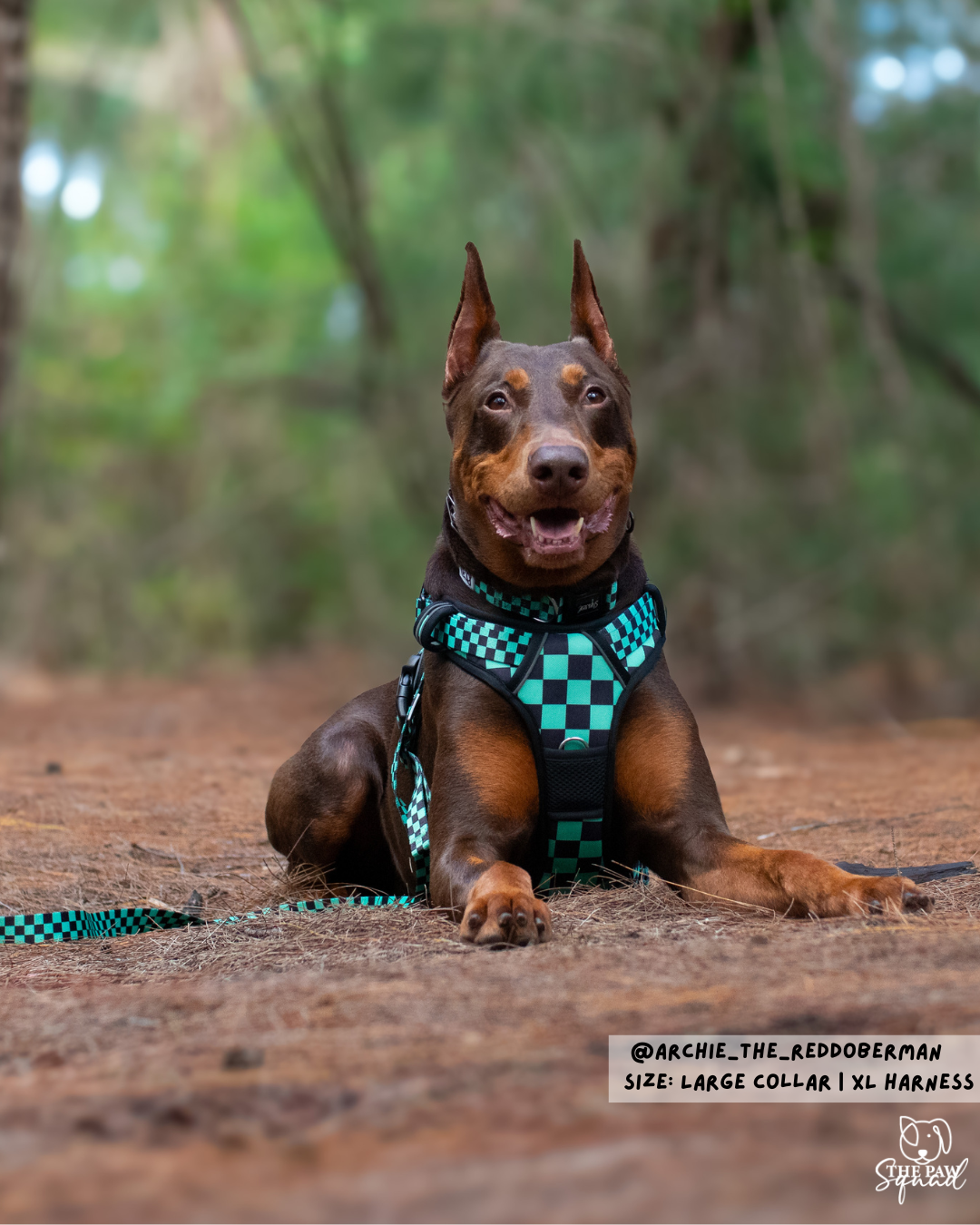 Ichimatsu No Pull Dog Harness