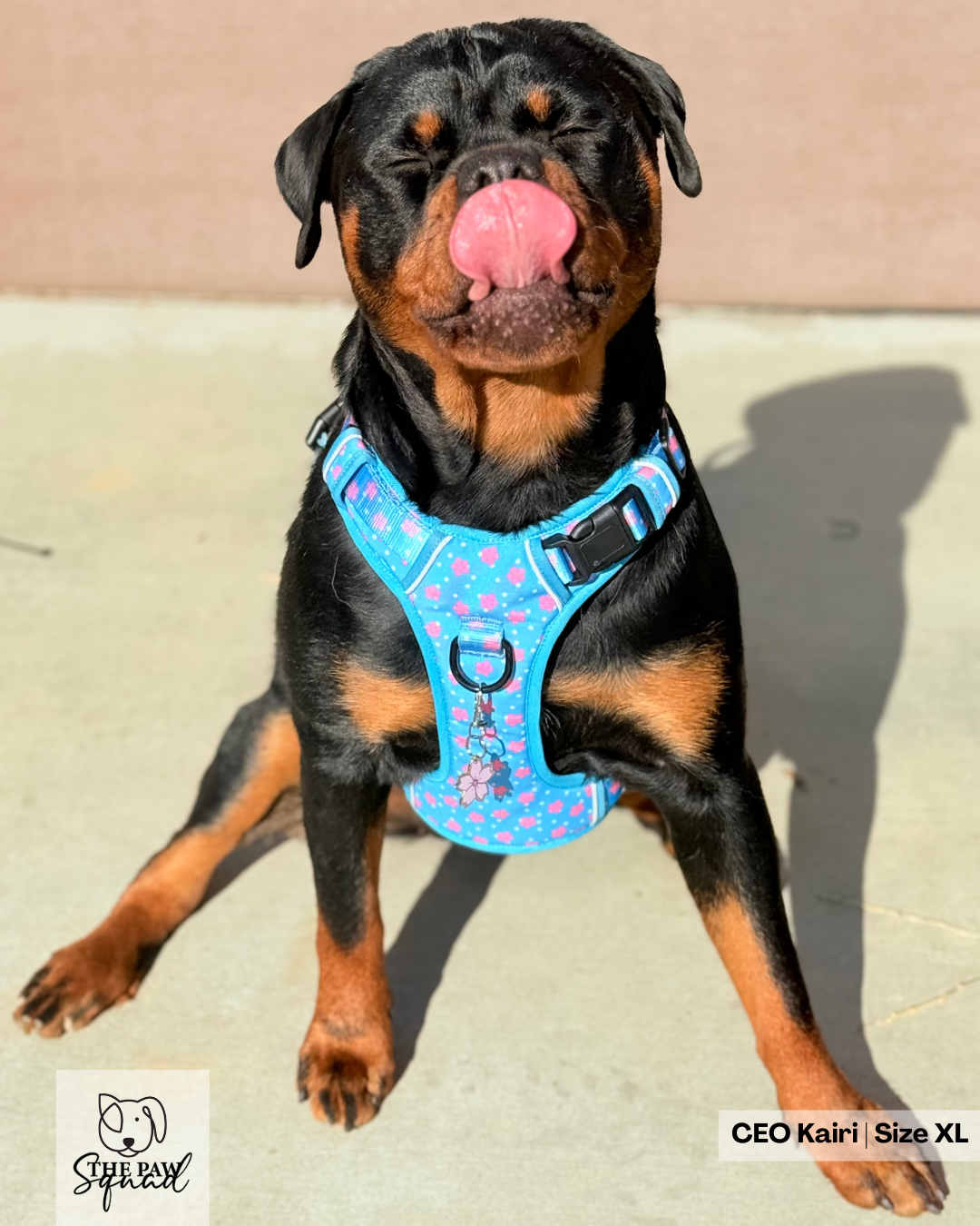 Sakura Flower No Pull Harness Bundle